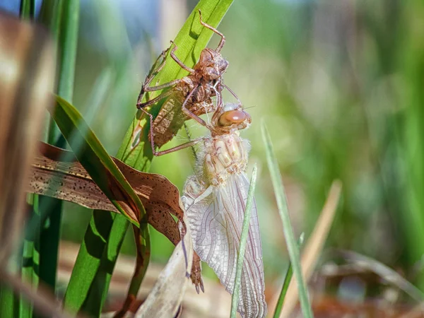 Doğum bir yusufçuk. Larvalar, çim üzerinde asılı gelen yumurtadan.