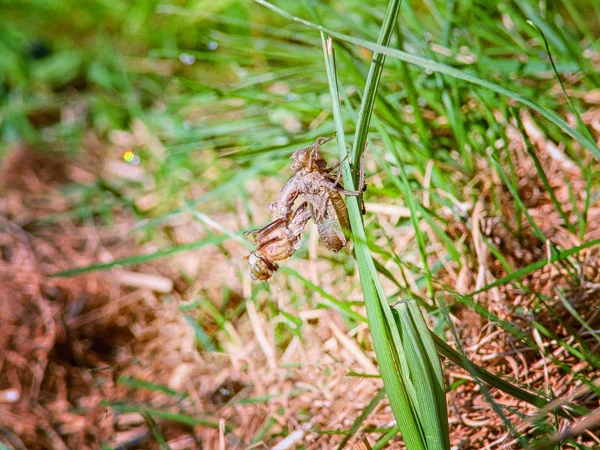 Nascita Una Libellula Cuffia Larve Appesa All Erba — Foto Stock