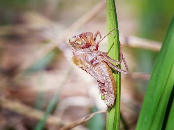 Doğum bir yusufçuk. Larvalar, çim üzerinde asılı gelen yumurtadan.