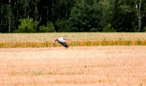 Vinçler alanında. Rusya'nın vahşi doğa.