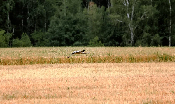 Vinçler alanında. Rusya'nın vahşi doğa.