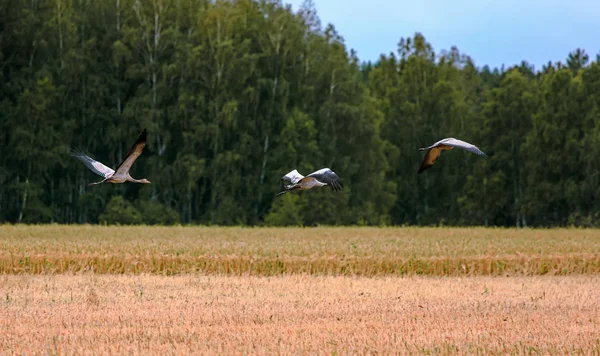 Vinçler alanında. Rusya'nın vahşi doğa.