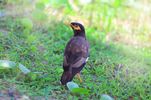 Vogel Thailand Ein Kleiner Wildvogel Aus Tropischen Ländern — Stockfoto