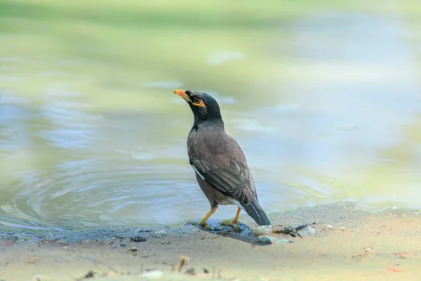 Bird Thaïlande Petit Oiseau Sauvage Des Pays Tropicaux — Photo