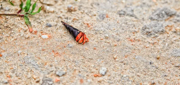 Küçük bir kum yengeç lavaboda. Evde yengeç.