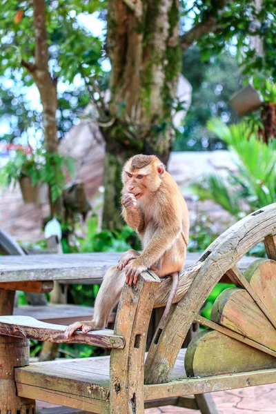 Maymun şehir. Oturma maymun. Çok düşünceli