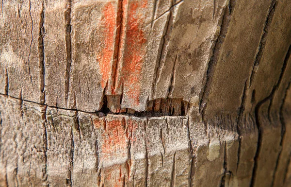 Ağaç kabuğu dokusu. Styling ve tekstüre kolaj için