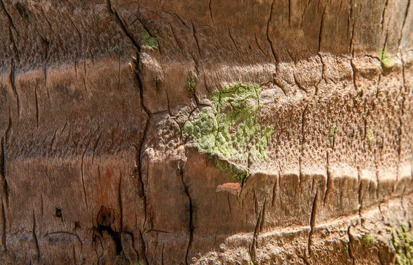 Ağaç kabuğu dokusu. Styling ve tekstüre kolaj için