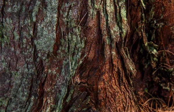 Ağaç kabuğu dokusu. Styling ve tekstüre kolaj için