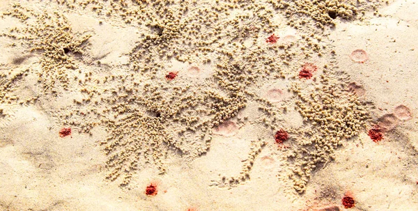 Küçük bir kum yengeç. Burrows yengeçler, kumlu topları