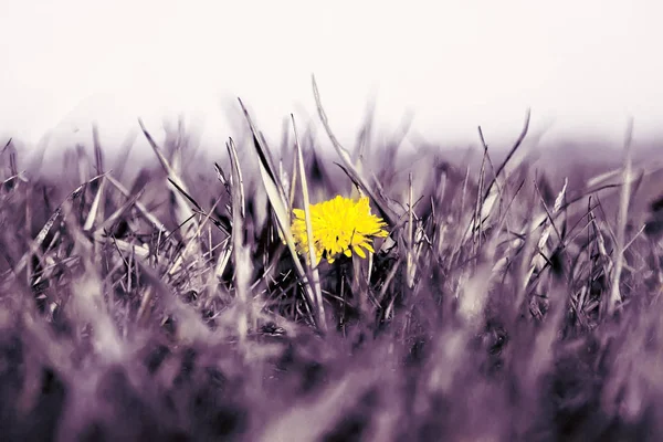 Sarı karahindiba ot dolu bir alanda. Renk stilizasyon.