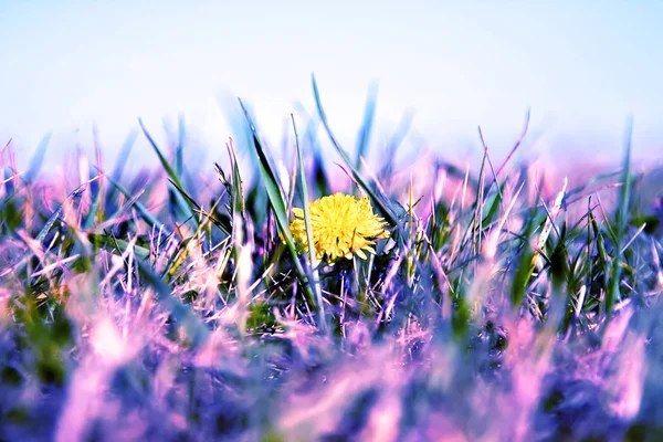 Yellow dandelion in a field of grass. The color stylization.