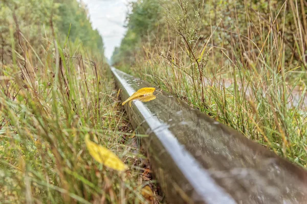 Yağmur altında demiryolu. Sonbahar, sarı yaprakları demiryolu ray üzerinde.