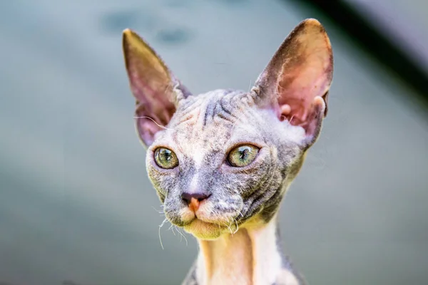 Kedi doğurmak Sfenks. Mesafe içine bak.