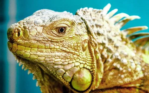 Yeşil iguana. Mavi bir arka plan üzerinde. Dik dik bakıyor.