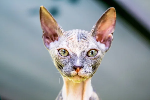 Kedi doğurmak Sfenks. Mesafe içine bak.