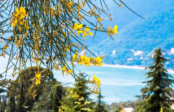 Mavi deniz ve blue mountains karşı sarı çiçek.