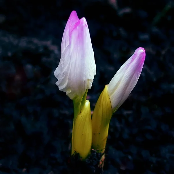 Küçük bir Bud. Kara toprağı dışarı parlak küçük çiçek.