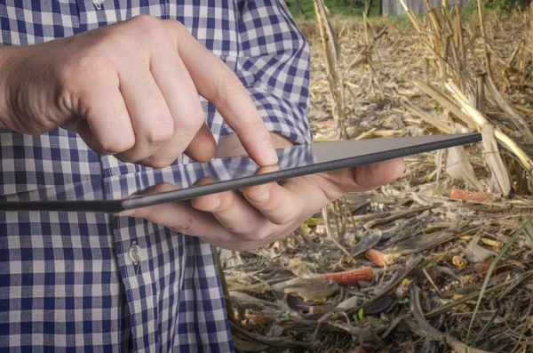 Agronom Drží Tablet Touch Pad Počítač Zkoušení Zničil Kukuřičná Pole — Stock fotografie