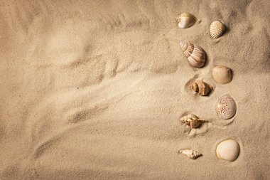 Kumda deniz kabukları, en iyi manzara. Deniz yaz tatili arka plan ile