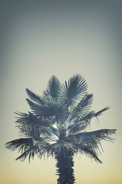 Пальма на красивом фоне заката — стоковое фото