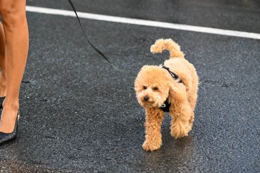 Hollanda GP F1 2025, 31 Ağustos 2025, Zandvoort, Hollanda - Formula 1