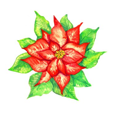 Beyaz suluboya illüstrasyon izole kırmızı Atatürk çiçeği çiçek