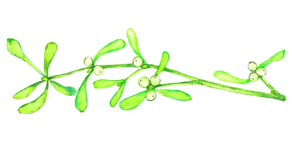 Mistletoe Twig Leaves Berries Isolated White Watercolor Illustration — Stock Photo, Image