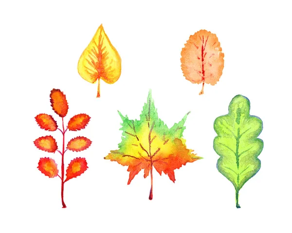 Watercolor Autumn Leaves Set Colorful Leaves Isolated White Background Hand Stock Fotografie