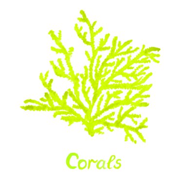 Deniz mercanları, el yazması yazması, izole edilmiş el yazısı, kağıda boyalı suluboya çizimler.