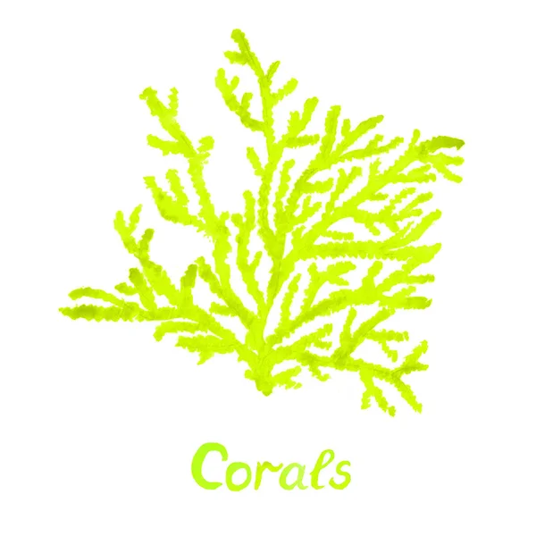 Sea Corals Handwritten Inscription Isolated Hand Painted Watercolor Illustration Paper Stock Obrázky
