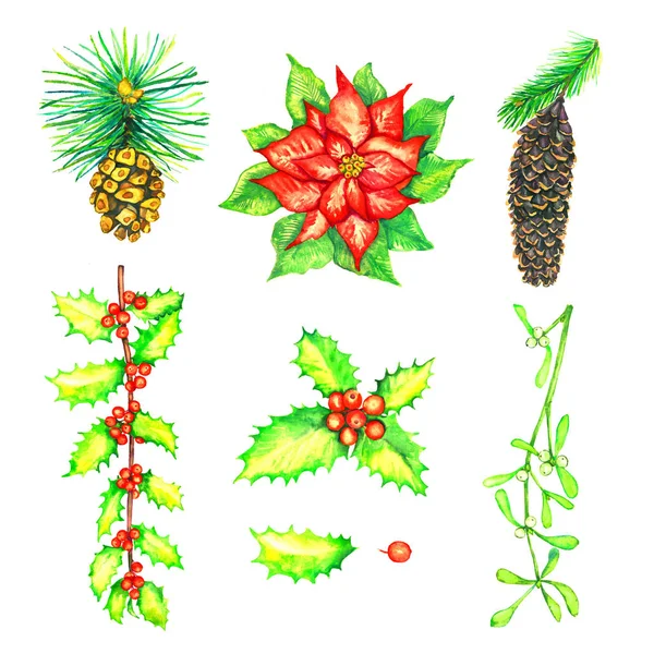 红尖花 冬青和小枝与浆果 松树与圆锥设置 查出在白色水彩例证 — 图库照片
