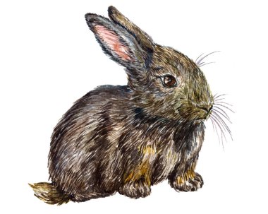 Gri kabarık tavşan (tavşan) siting, izole el boyalı doğal suluboya 