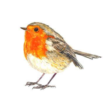 Avrupa Robin (Erithacus rubecula, Robin redbreast) ayakta izole suluboya illüstrasyon