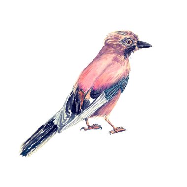 Eurasian Jay (garrulus glandarius) ayakta, izole suluboya illüstrasyon