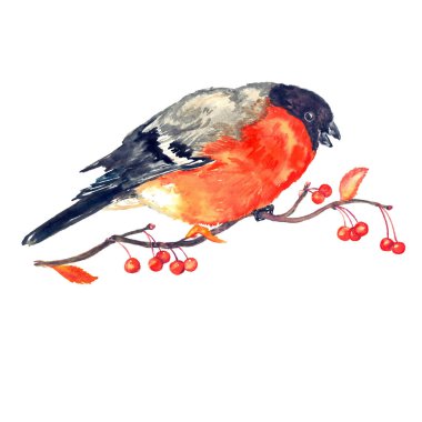 Eurasian Bullfinch, ortak Bullfinch veya Bullfinch (Pyrrhula pyrrhula) kırmızı çilek ile dal üzerinde oturan, izole suluboya illüstrasyon