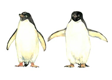 Penguenler çift, geniş kanatlar tutarak ve yakın ayakta, ön görünüm, izole suluboya illüstrasyon