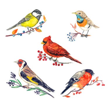 Kış kuşları çeşitli çilek, büyük baştankara, Luscinia svecica volgae, Kardinal, Goldfinch ve Bullfinch, el boyalı izole suluboya illüstrasyon farklı şubeleri üzerinde oturuyor