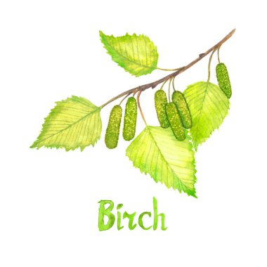 Yeşil yaprakları ve çiçekler ile Birch şube, el boyalı suluboya