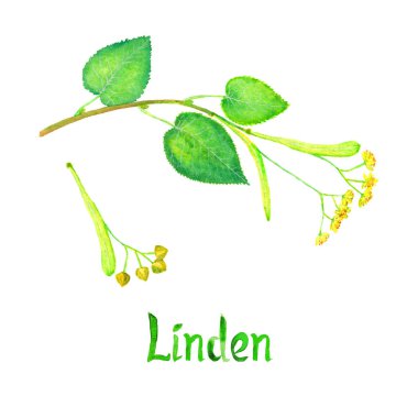 Linden (Tilia birkaç) şube ile yeşil yaprakları, çiçekleri ve tohum