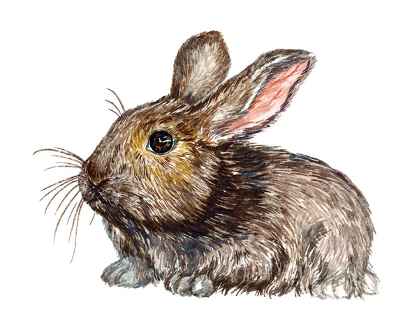 Lièvre pelucheux gris (lapin), aquarelle naturaliste peinte à la main isolée — Photo