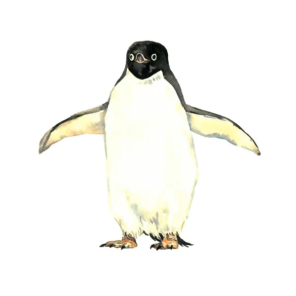 Pingüino Sosteniendo Alas Anchas Pie Vista Frontal Ilustración Acuarela Aislada — Foto de Stock