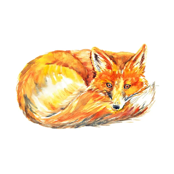 Red Fox Laying Looking Isolated Watercolor Illustration — Stock Photo, Image
