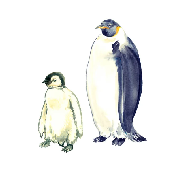 Emperor Penguin Adult Poult Standing Isolated Watercolor Illustration — Stock Photo, Image
