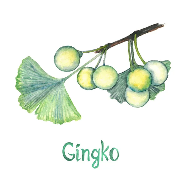 Ginkgo (Ginkgo biloba eller maidenhair tree) blade og frø - Stock-foto