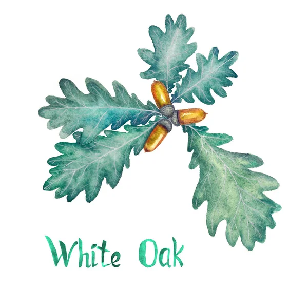 Ramo de carvalho branco com folhas verdes e bolotas — Fotografia de Stock