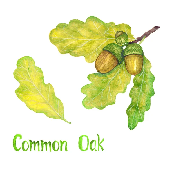 Ramo comune di quercia con foglie verdi e ghiande — Foto Stock