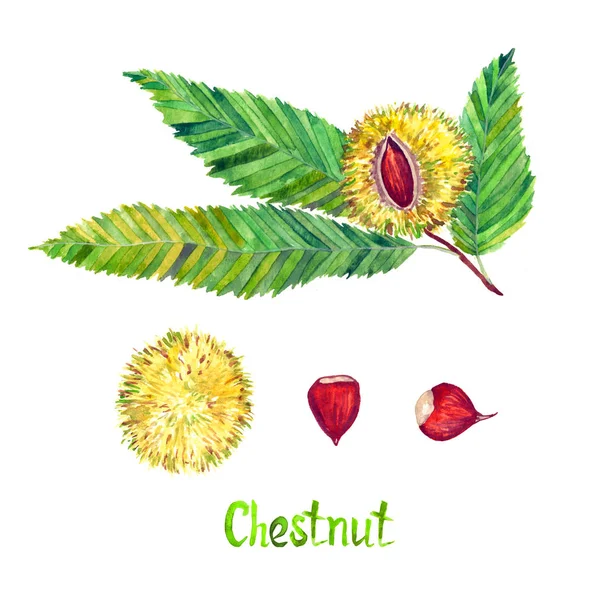 Kastanje (Castanea sativa eller Sweet chestnut) gren med blade og conker sæt - Stock-foto
