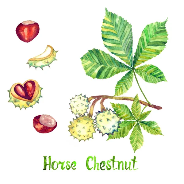 Koňský kaštan (Aesculus hippocastanum nebo kaštan strom) list a kaštan — Stock fotografie