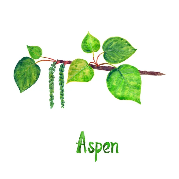 Aspen (Populus tremuloides) cabang dengan daun hijau dan biji — Stok Foto